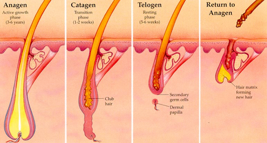 Hair Growth Rate Chart